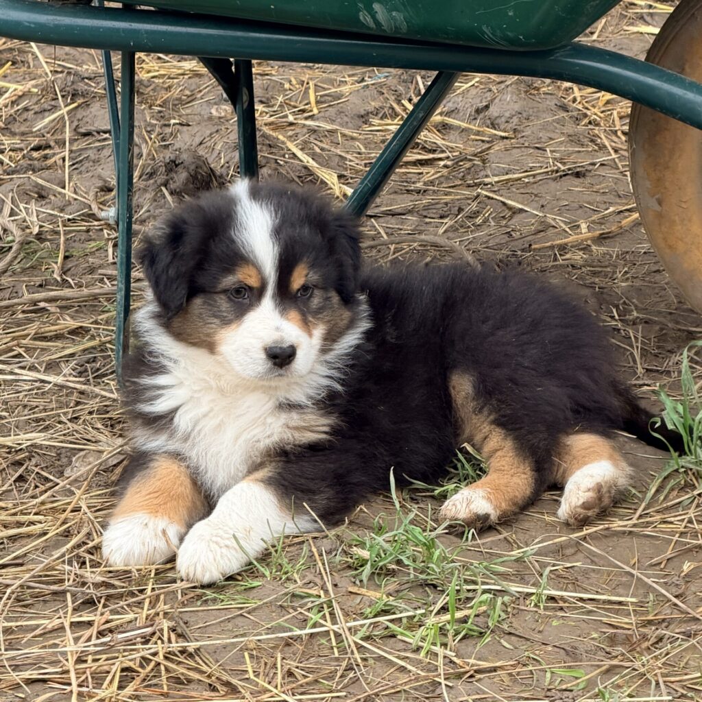 Max