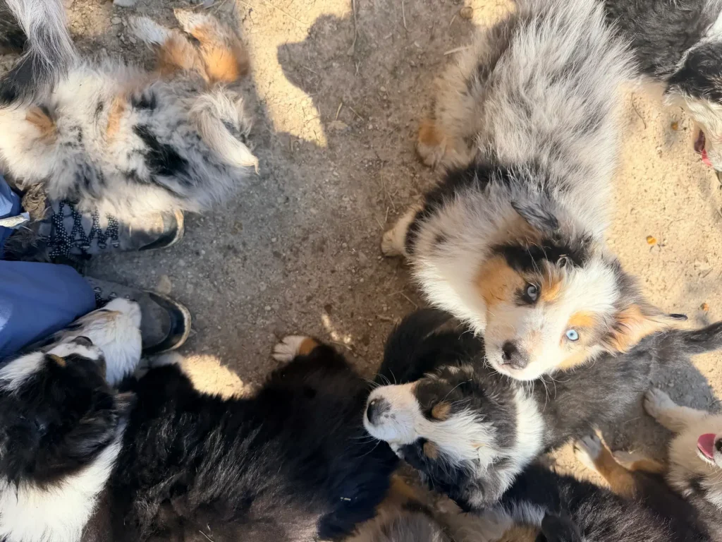 Portée de chiots Berger Australien élevés en environnement familial