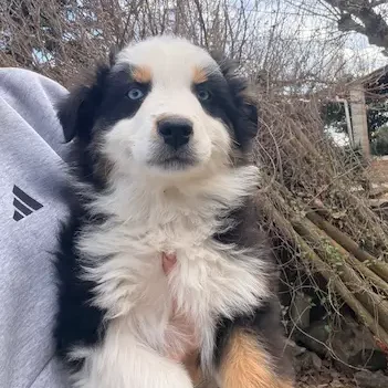 Chiot Berger Australien découvrant les espaces extérieurs de l’élevage