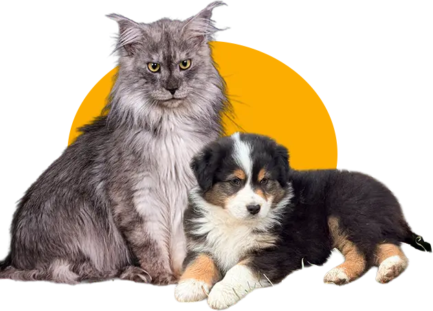 Berger Australien et Maine Coon présents à l’élevage Hitch