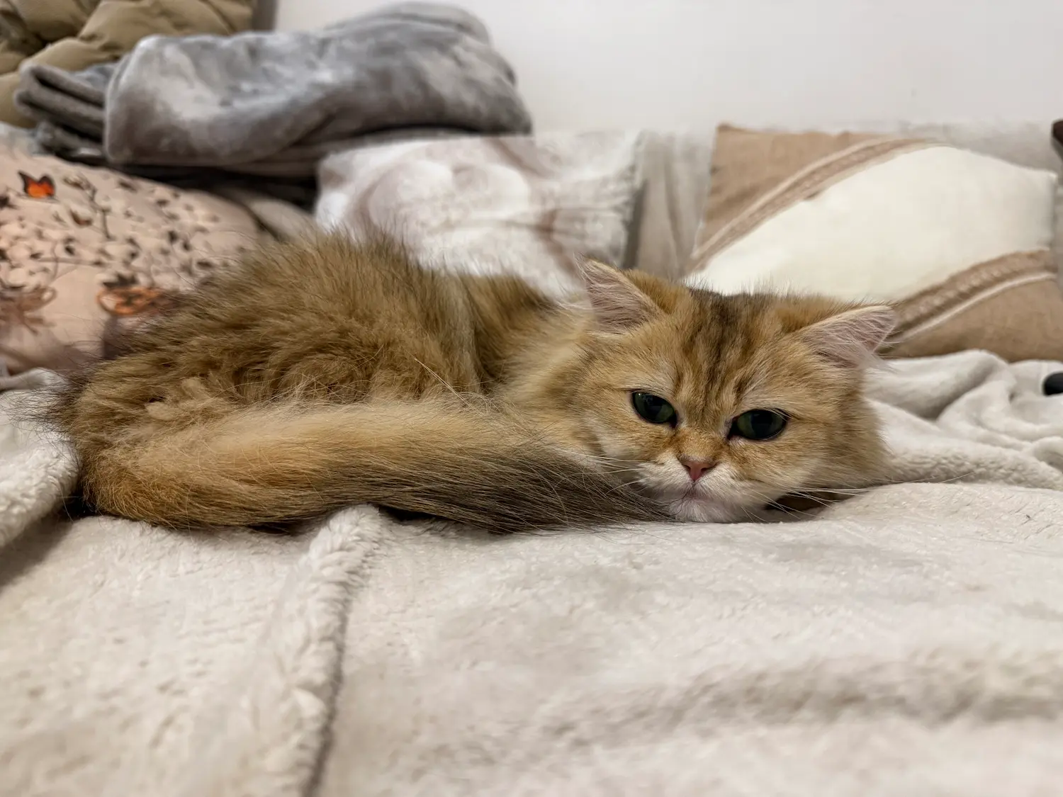 Chaton British Longhair allongé dans un espace de repos confortable