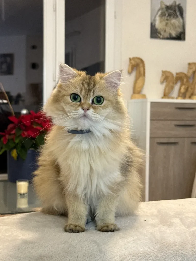 Chaton British Longhair à poil long mignon avec grosse yeux