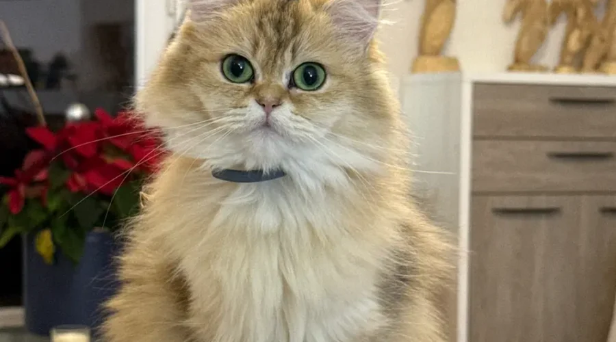 Chaton British Longhair à poil long mignon avec grosse yeux