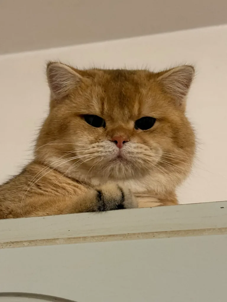 Chaton British Shorthair au tempérament calme et affectueux