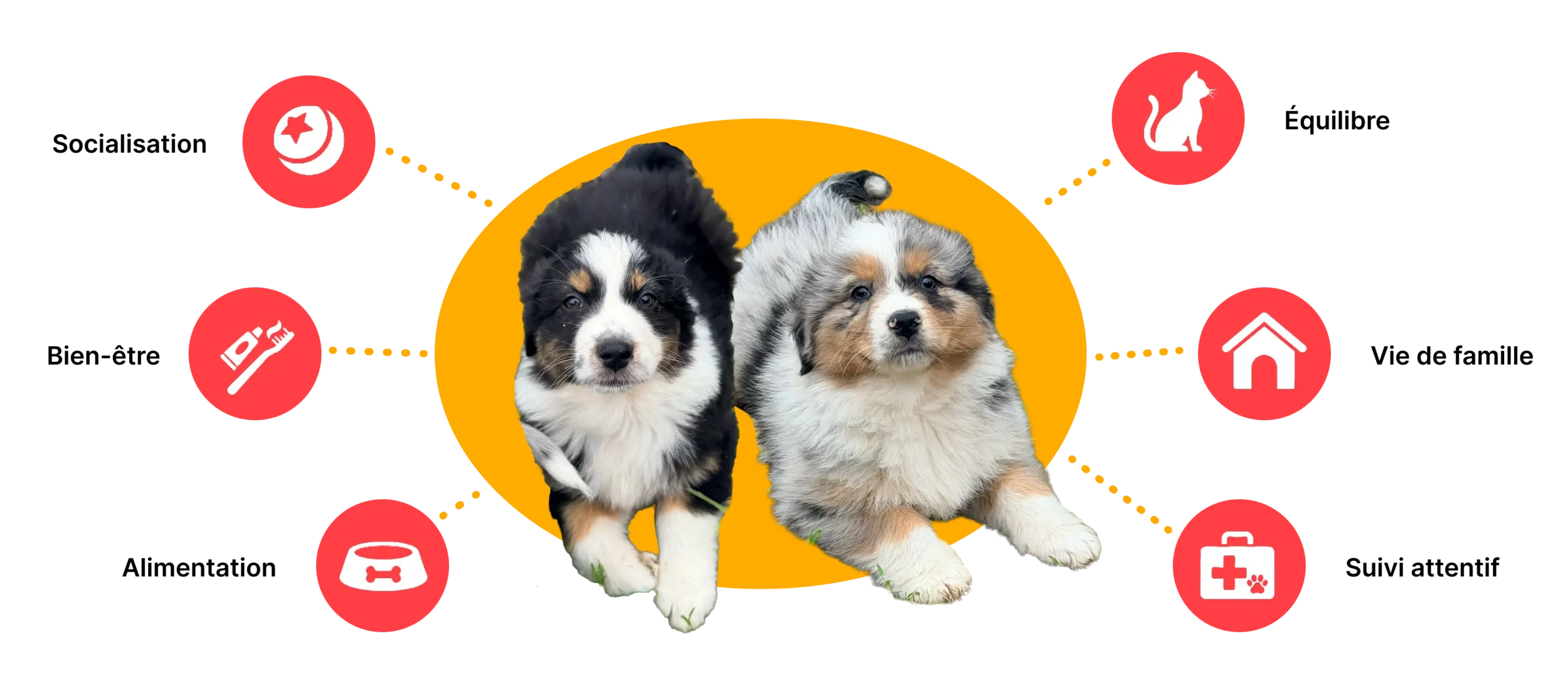nos-engagements-socialisation-bien-etre-alimentation-equilibre-vie-de-famille-suivi-veterinaire-attentif
