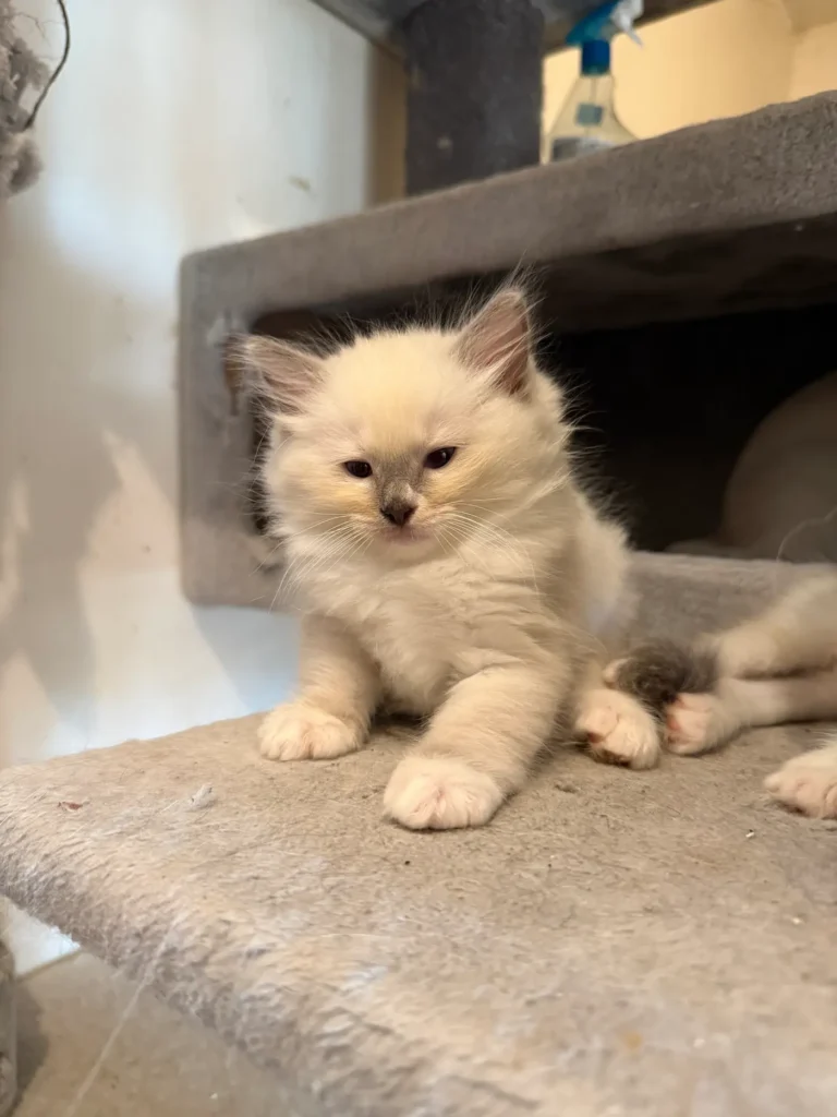 Ragdoll Bleu Mitted