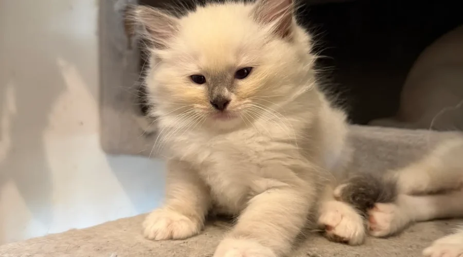 Ragdoll Bleu Mitted