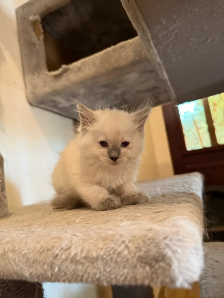 Ragdoll Colorpoint