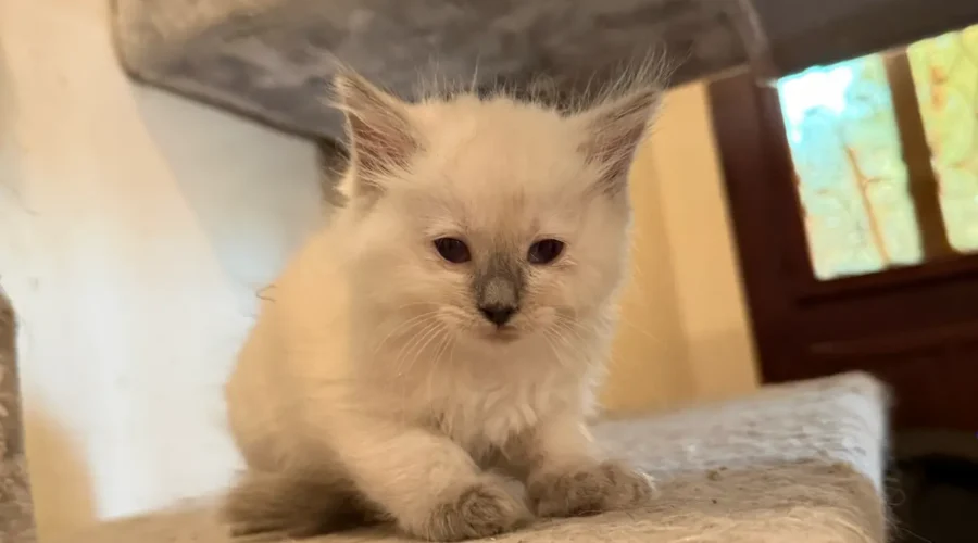 Ragdoll Colorpoint