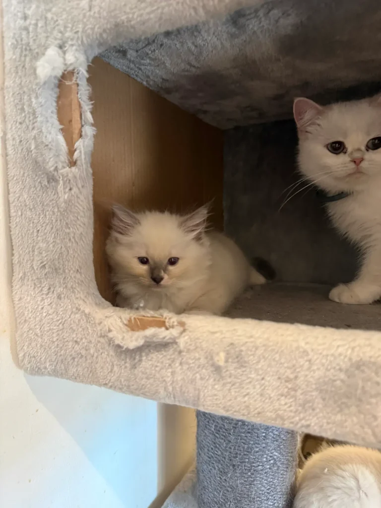 Ragdoll Bleu Mitted