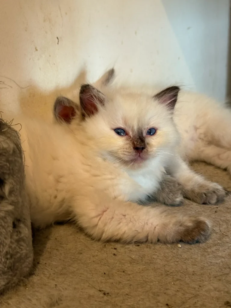 ragdoll seal
