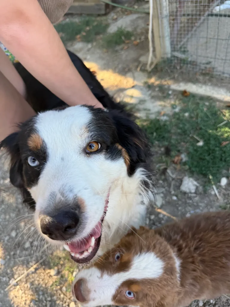 berger-australien-adulte-chiot-socialisation