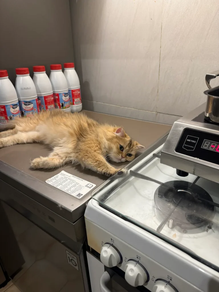 British Longhair doré allongé dans la cuisine du foyer familial