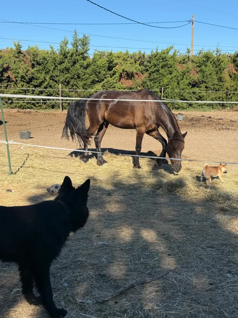 Chiens de l’élevage évoluant aux côtés d’un cheval dans leur environnement extérieur