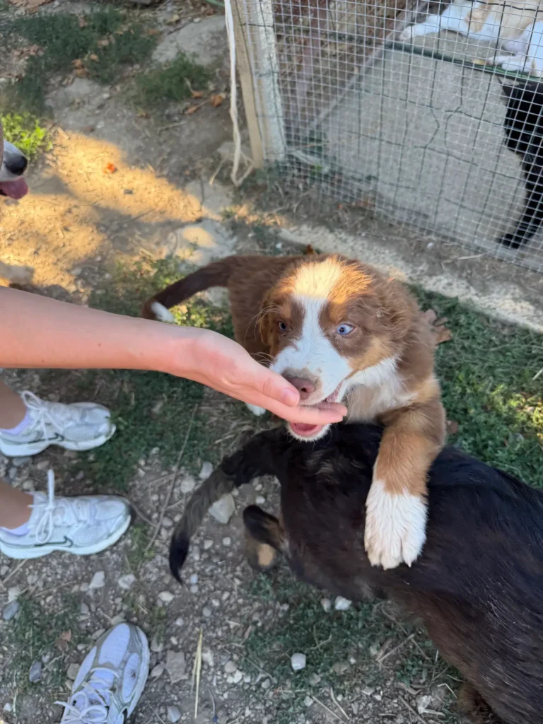 Chiot Berger Australien au contact de l’humain et d’autres chiens à l’élevage