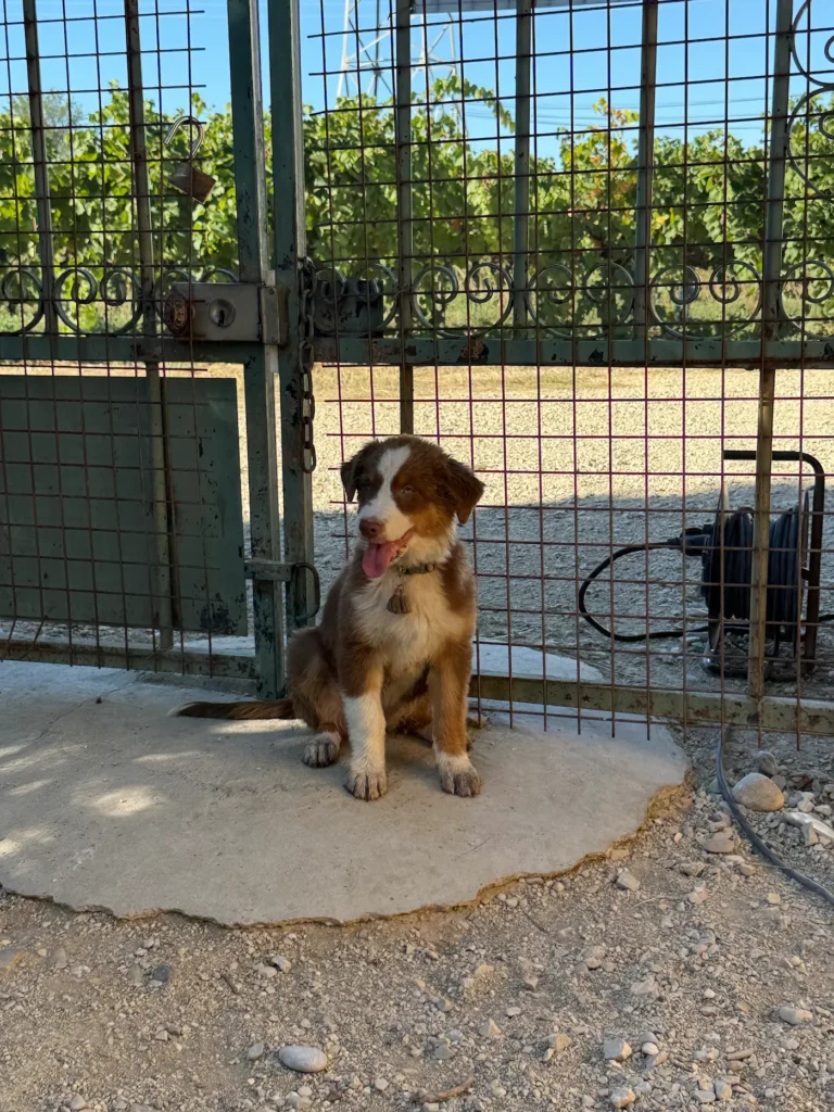 Chiot Berger Australien rouge et blanc assis dans l’espace extérieur de l’élevage