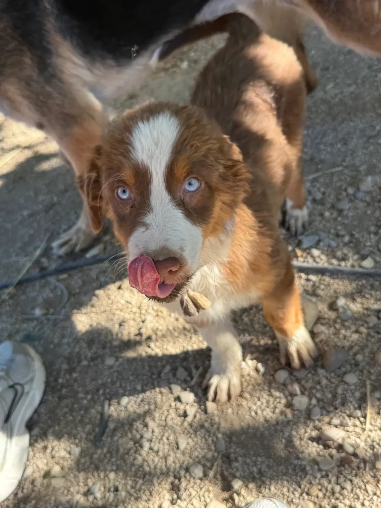 Chiot Berger Australien tricolore aux yeux bleus à l’élevage