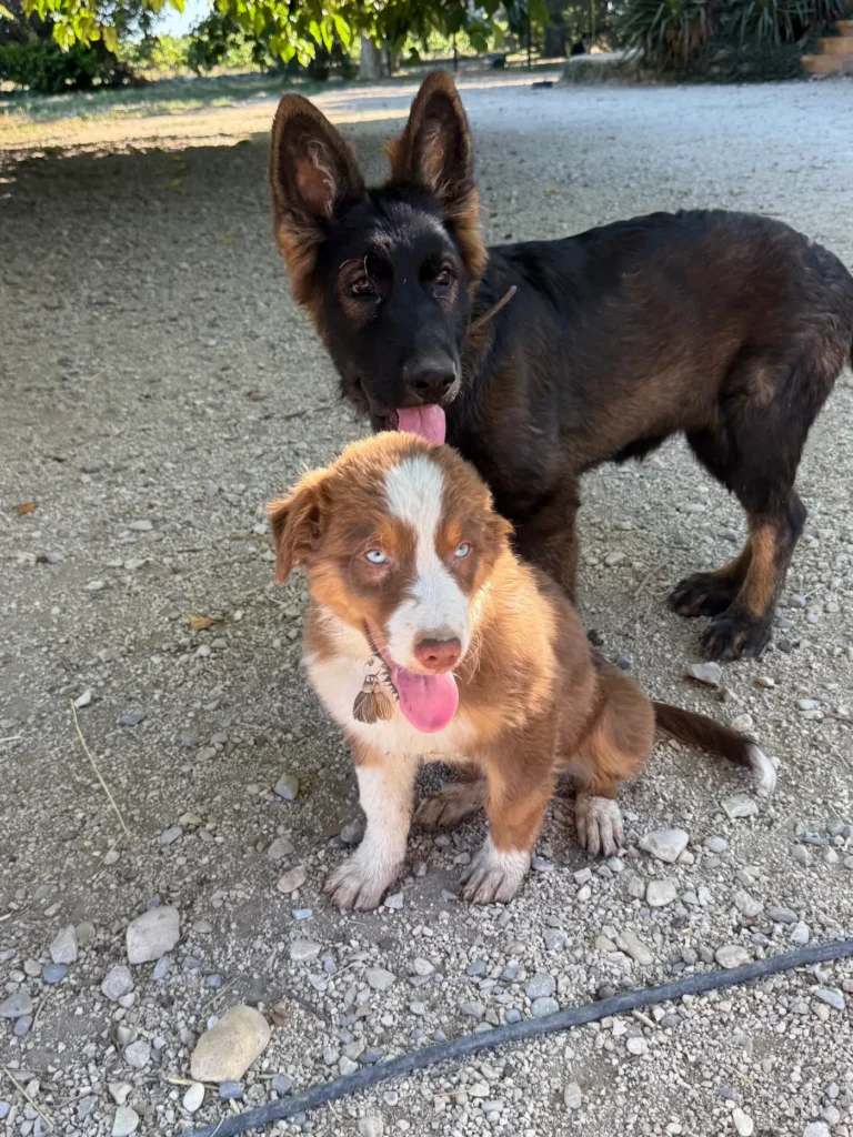 Chiot Berger Australien aux yeux bleus aux côtés d’un jeune Berger Allemand à l’élevage