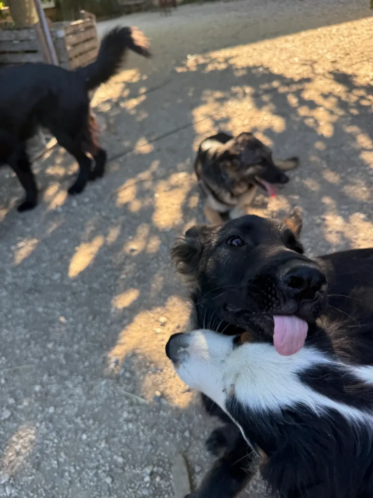 Chiots Berger Australien jouant ensemble au sein de l’élevage