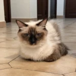 Ragdoll Seal Mitted. Une petite pause au calme, confortablement installée et toujours attentive à ce qui se passe autour d’elle.