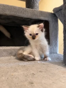 Ragdoll Seal tortie