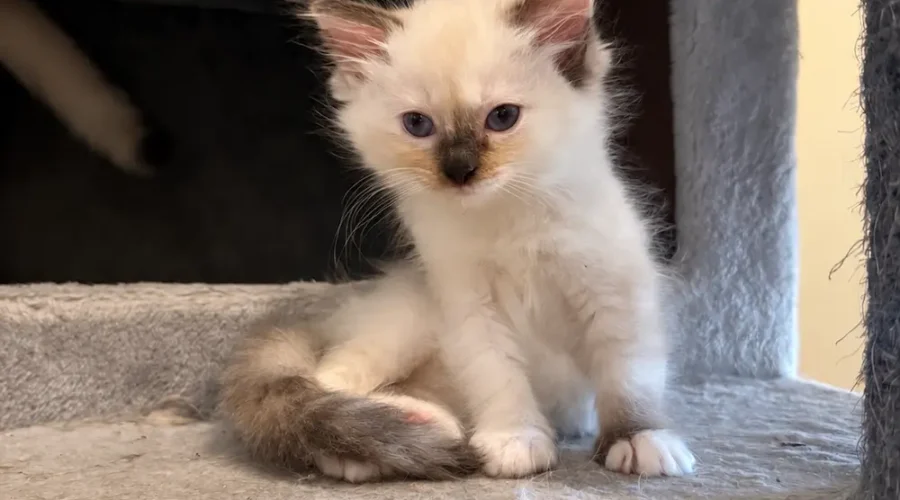 Ragdoll Seal tortie