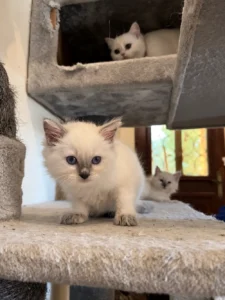 Ragdoll Bleu Colorpoint