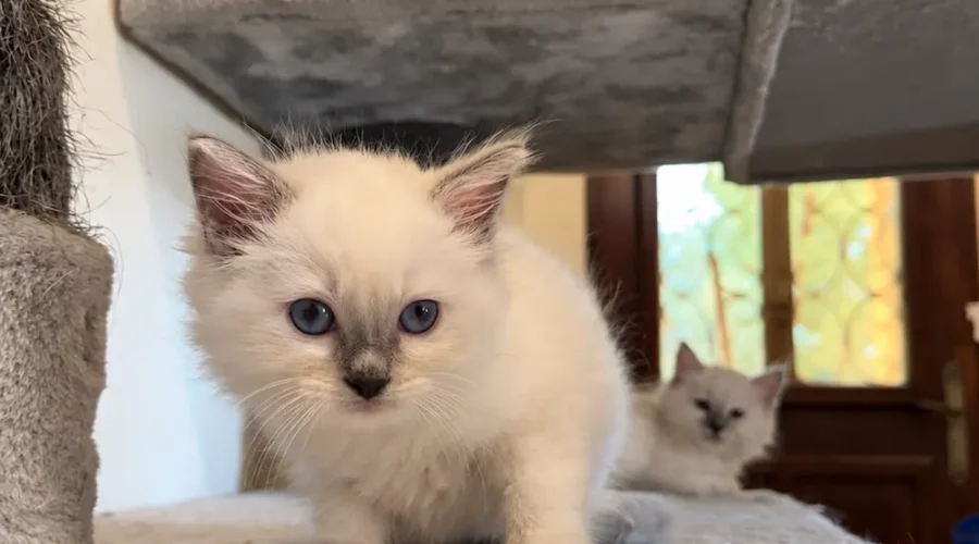 Ragdoll Bleu Colorpoint