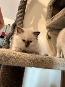 Ragdoll Seal tortie