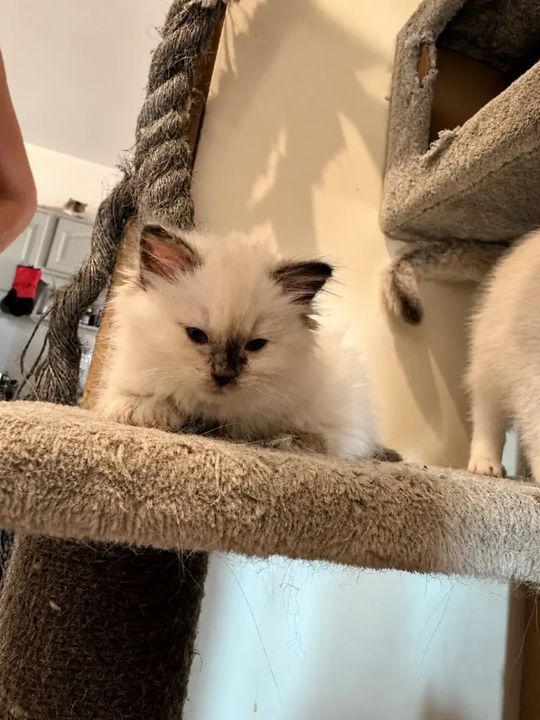 Ragdoll Seal tortie