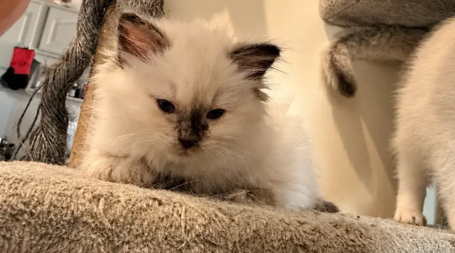 Ragdoll Seal tortie