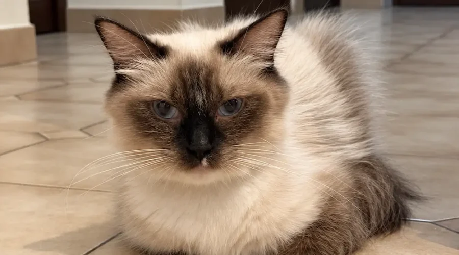 Ragdoll Seal Mitted. Une petite pause au calme, confortablement installée et toujours attentive à ce qui se passe autour d’elle.