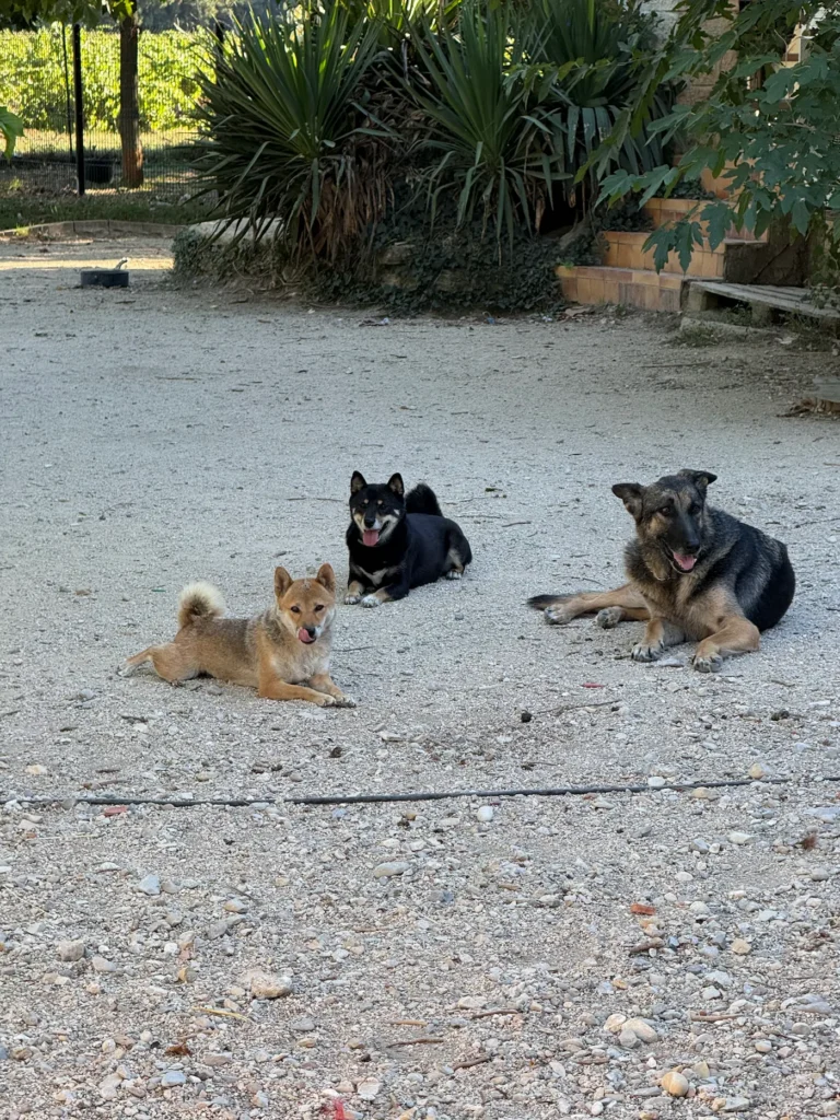 Shiba Inu et Berger Allemand se reposant ensemble dans l’espace extérieur de l’élevage