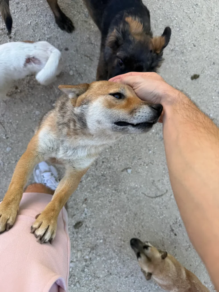 Shiba Inu recevant des caresses au sein de l’élevage
