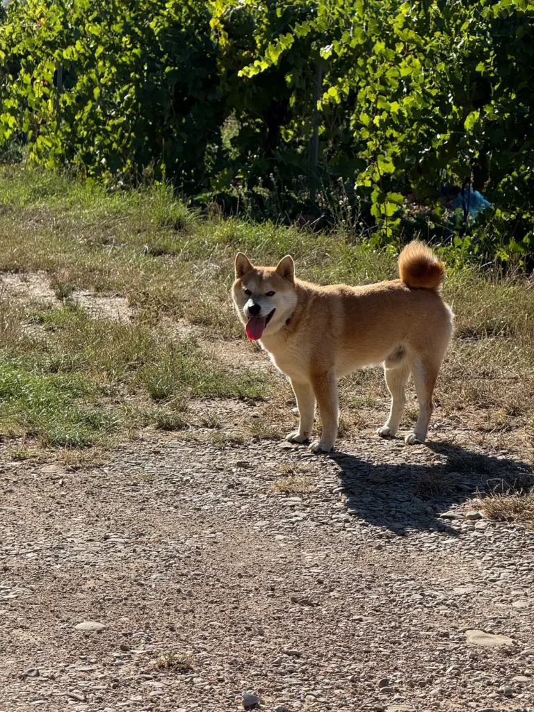shiba-inu-elevage-exterieur