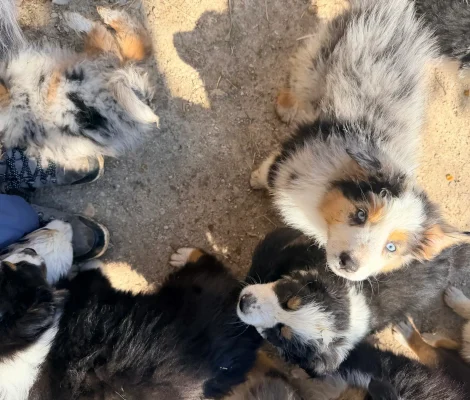 Portée de chiots Berger Australien élevés en environnement familial