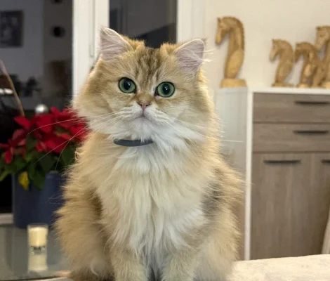 Chaton British Longhair à poil long mignon avec grosse yeux