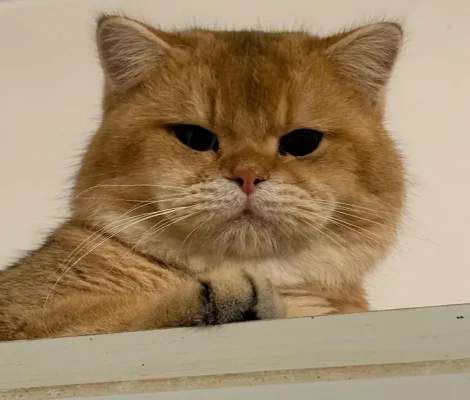 Chaton British Shorthair au tempérament calme et affectueux