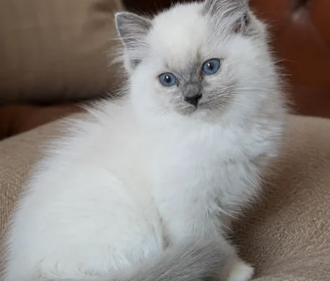 Chaton Ragdoll aux yeux bleus élevé dans un environnement familial