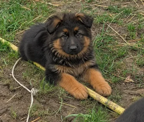 Chiot Altdeutscher Schäferhund dans son environnement d’élevage