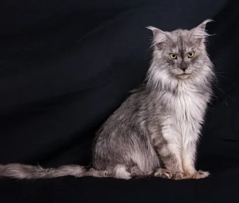 Chat Maine Coon adulte au caractère doux et sociable